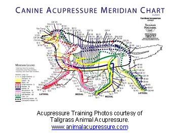 Canine Acupuncture Meridians