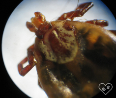 Wood Tick under Microscope